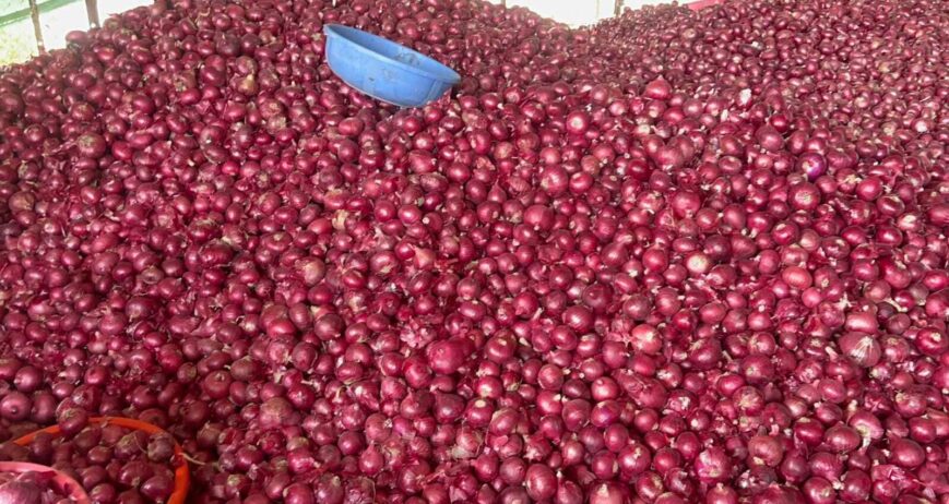 Nashik's finest onions — properly sorted, graded & packed. Available in all sizes. Domestic & export supply.